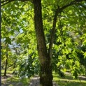 Liquidambar styraciflua - 1