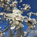 Magnolia loebneri 'Merrill' - 5