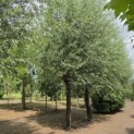 Salix Alba - 1