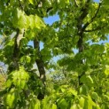 Fagus sylvatica - 2