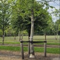 Juglans regia - 1