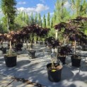 Albizia julibrissin 'Summer Chocolate' - Foto 1