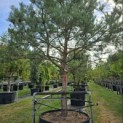 Pinus sylvestris - Foto 7