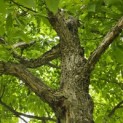 Acer Triflorum - 4