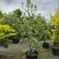 Malus Trilobata - 1