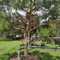 Pinus sylvestris - 4