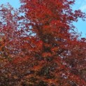 Fagus sylvatica 'Atropunicea' - Afbeelding 3