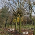 Platanus hispanica - Foto 1