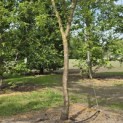 Gleditsia triachantos 'Sunburst' - Foto 6