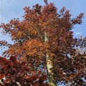 Fagus sylvatica 'Atropunicea' - 5