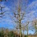 Platanus x hispanica - Foto 1