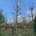 Platanus x hispanica - Foto 2