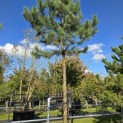 Pinus nigra 'Nigra' - Foto 1