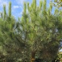 Pinus Pinea - 2