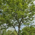 Amelanchier lamarckii - 2