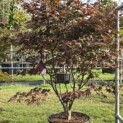 Acer palmatum 'Bloodgood' - 2