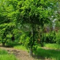 Fagus sylvatica - Afbeelding 2