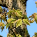 Acer Triflorum - Foto 1