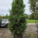 Thuja plicata 'Atrovirens' - 1