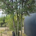 Quercus ilex - Foto 7