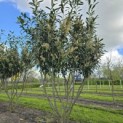 Prunus laur. Caucasica - Foto 1