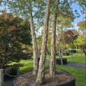 Quercus Suber - 10