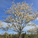 Amelanchier lamarckii - 1