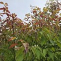Cornus controversa - 5