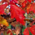 Acer griseum - Foto 1