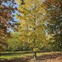 Liquidambar styraciflua - november 2025