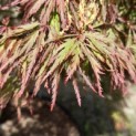 Acer palmatum 'Inaba Shidare' - Foto 3