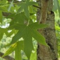 Liquidambar styraciflua 'Worplesdon' - 3