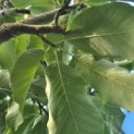 Magnolia acuminata - Foto 7