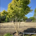 Acer palmatum 'Ueno Yama' - 1