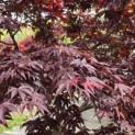 Acer palmatum 'Fireglow' - 1