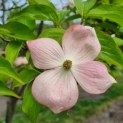 Cornus kousa 'Stellar Pink' - Foto 1