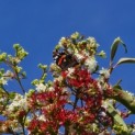 Heptacodium miconioides - 3