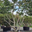 Parrotia persica - Foto 7