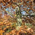 Fagus sylvatica 'Atropunicea' - 1