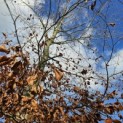 Fagus sylvatica 'Atropunicea' - 2
