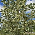 Liriodendron tulipifera 'Snowbird' - Foto 3