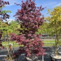 Acer palmatum 'Bloodgood' - 2