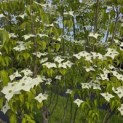 Cornus kousa 'Milky Way' - 1