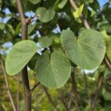 Cercis siliquastrum - 1