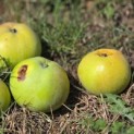 Malus domestica 'Zoete Aagt' - Foto 1