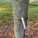 Fagus sylvatica 'Atropunicea' - zonnebrand bobbels op de stam