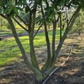 Prunus laurocerasus 'Novita' - Foto 7
