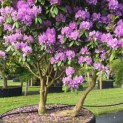 Rhododendron Roseum Elegans - 7