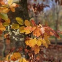 Fagus sylvatica 'Atropunicea' - 5