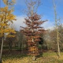 Fagus sylvatica 'Atropunicea' - 6